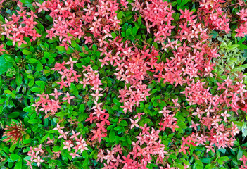 The pattern of the West Indian Jasmine bush has umbrella-shaped flowers. The petals are connected together in a needle shape. The petals are red.