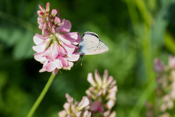 Mazarine blue (Cyaniris semiargus) Butterfly sitting on a pink flower in Zurich, Switzerland
