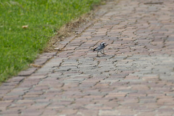 White wagtail (Motacilla alba) sitting on a stone path in Zurich, Switzerland