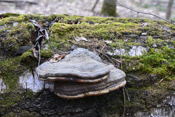 a mushroom is growing on a log in the woods