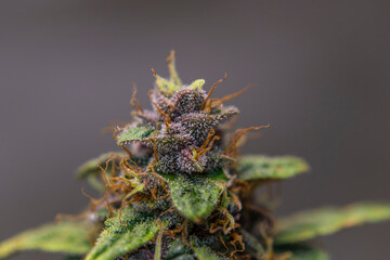 Violet blossom of Critical hog variety of marijuana flower from hydroponics