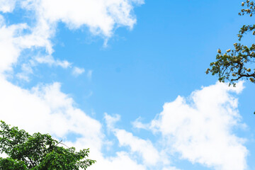 blue sky and white clouds, crowns of green trees in sunny day. Cloudscape