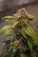 Violet blossom of Critical hog variety of marijuana flower from hydroponics