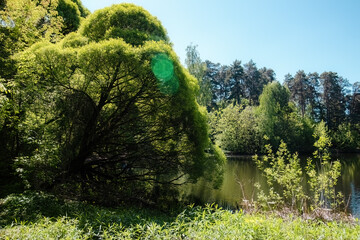 serene and peaceful scene depicts a willow tree next to a calm forest lake