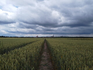 Rapsfelder vor Greifswald