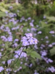 flowers in the garden