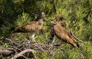Short-toed eagle pair with chick in nest