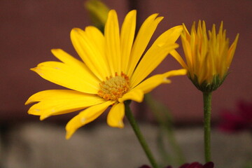 yellow daisy flower