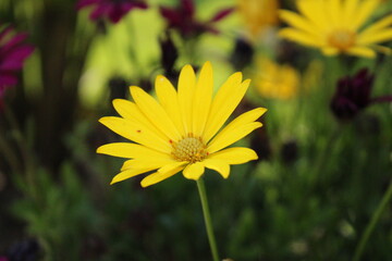 Fototapeta premium yellow flower in the garden
