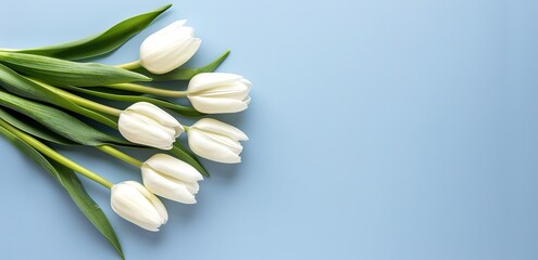 Fototapeta premium A pile of white Tulips in the photo over a blue background