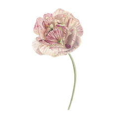 Buttercup  flower watercolor  isolated on white. Elegant summer flower. Romantic spring detailed botanical illustration