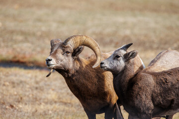 Big Horn Sheep - Custer, South Dakota