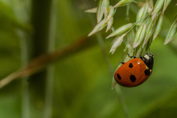 Ladybug 