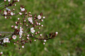 a red plum blossoms in the spring garden