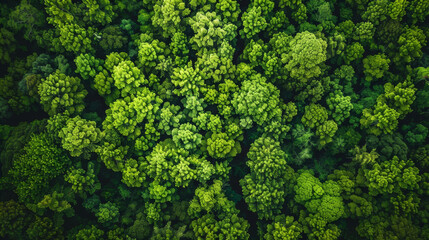 Naklejka premium A lush green forest with many trees