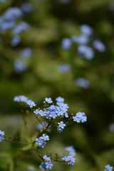 Siberian bugloss, brunnera blue flowers blooming closeup, blue flowers on bokeh leaves background.