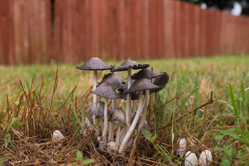 A cluster of Common Ink Cap, or Inky Cap, mushrooms growing in the grass of a back yard after a spring rain with a wooden fence in the blurry background.