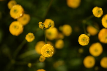 Ranunculus acris 'multiplex' yellow flowers on bokeh background, yellow meadow buttercup in bloom,...