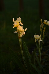 Pastel yellow bearded irises flowers.