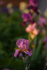 Pink-purple iris germanica flowers in garden, iris on bokeh green garden background.