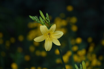 A daylily yellow flowers on green bokeh garden background,  selective focus.