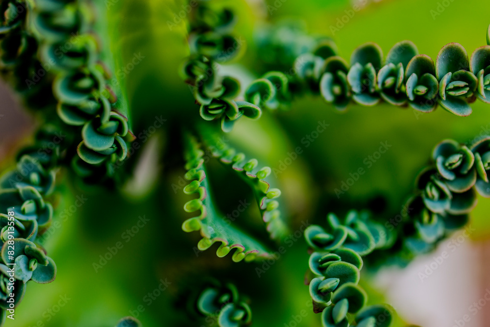 Canvas Prints a green plant with some little leaves in it's center