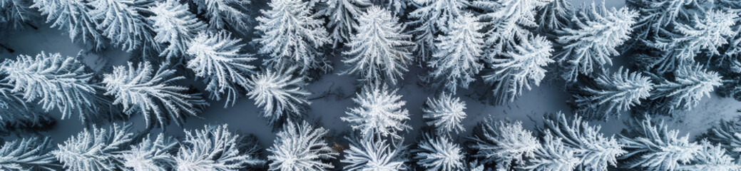 A snowy forest with trees covered in snow