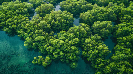 Naklejka premium A lush green forest with a body of water in the background