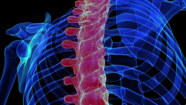 Thoracic vertebrae anatomy 3D rendering for medical concept