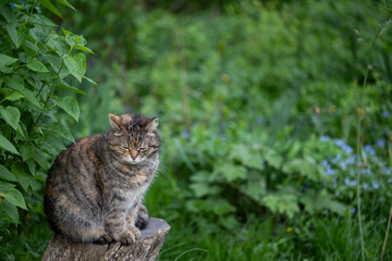 a domestic cat walks by itself