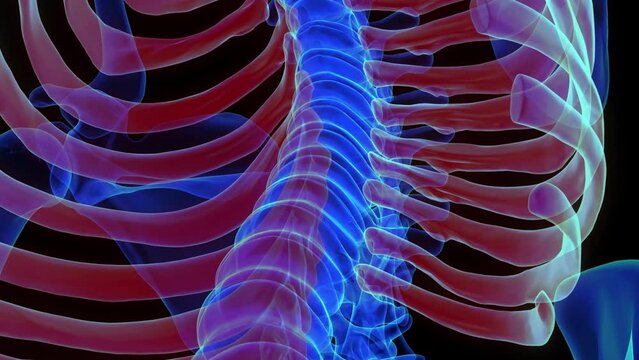 Human skeleton rib cage anatomy 3D rendering for medical concept