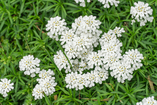 Group of little white flowers iberis sempervirens on flower bed. Blooming of candytuft plant perennial in garden. Beautiful small flowers opens springtime. Floral background wallpapers in white color.