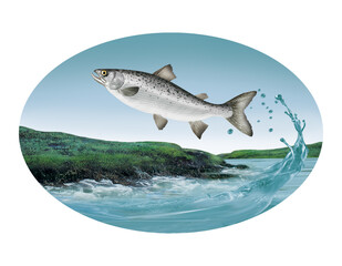 saumon ,poisson, rocher, vague, sauter, evasion, migration, pêche, ocean, lac, goutes, mer, limpide, logo, sous-marin, attraper, eau, fruits de mer, aliment, ailette, queue, argent, nature
