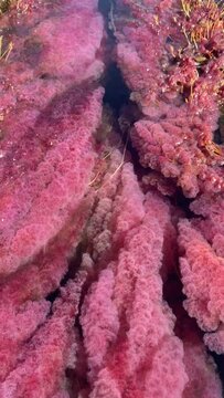vid&eacute;o d'algues roses dans une rivi&egrave;re en Colombie. Ca&ntilde;o Cristales, La Macarena. Ce sont les min&eacute;raux qui donnent cette couleur &agrave; l'eau. L'endroit est unique au monde et paradisiaque	
