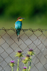 Bee eater (Merops apiaster) sitting over an edge.