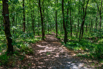 Fototapeta premium Winding Pathway Through Lush Green Forest - Serene Nature Trail for Outdoor Exploration