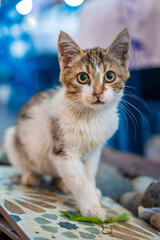 Kitty in a cafe looking camera, stray cat in street of Fethiye, urban homeless animals in Turkey