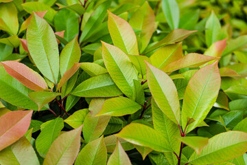 Spring nature in the park