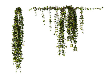 3D render ivy with colorful flowers On a transparent background