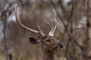 Portrait of a Sambar deer at Panna Tiger Reserve, Madhya pradesh, India