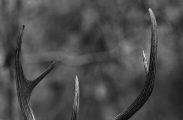 Horn of a Sambar deer at Panna Tiger Reserve, Madhya pradesh, India