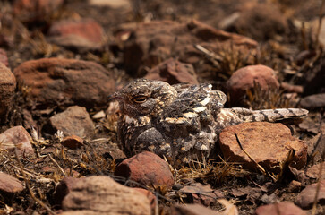 Nightjar perched on ground at Panna Tiger Reserve , Madhya Pradesh, India