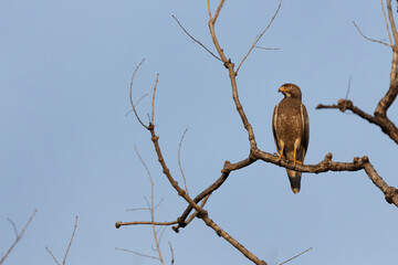 White-eyed buzzard perched on a tree at Panna Tiger Reserve , Madhya Pradesh, India