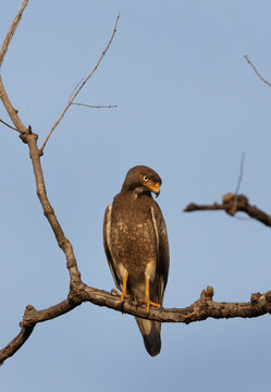 Portrait of a White-eyed buzzard perched on a tree at Panna Tiger Reserve , Madhya Pradesh, India