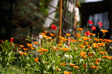 Close up of flowers in the backyard