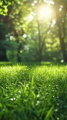 Naklejka premium The sun shines through the trees onto vibrant green grass in a beautiful summer landscape