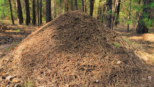 Big anthill in the forest