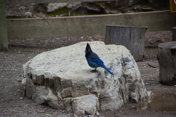 Steller's Jay stands on a large rock.