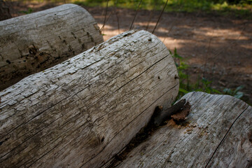 A row of cut pine trunks in the forest. Photo from an angle