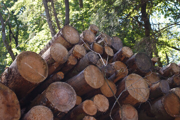A row of cut pine trunks in the forest. Photo from an angle